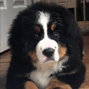 Meet your Posher, Dylan